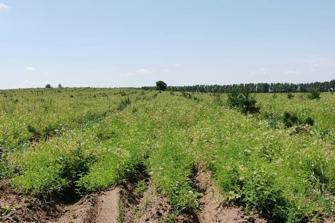 走进黄芪种植基地,郁郁葱葱的黄芪地里,连绵的黄芪长得翠绿茂盛,一团