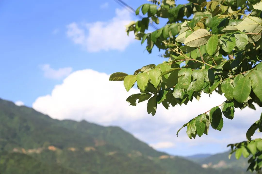 村光燦爛吹著夏天的風想和你一起環遊梯田