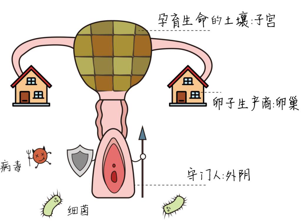 今天就來說說,女性體內的三道天然防線,能阻擋大部分婦科病的神奇