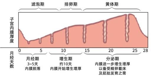 着回声比较均匀的子宫内膜,内膜的厚度随着月经周期而发生生理性变化