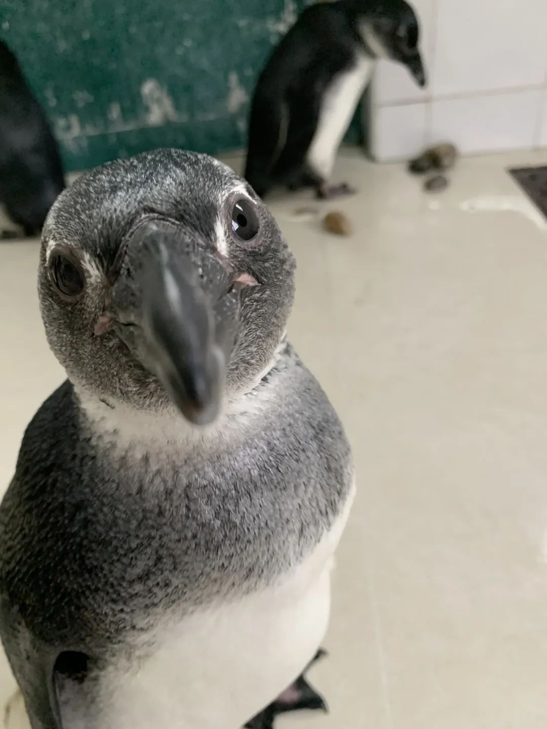 傻白甜的憨鵝本尊上線就在上海動物園