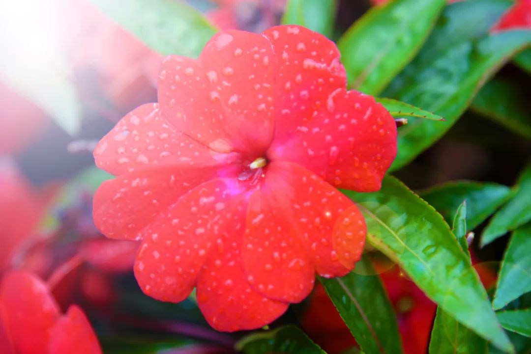 弥勒20万株凤仙花齐盛开!成片成海,满园绚烂!趁周末快约