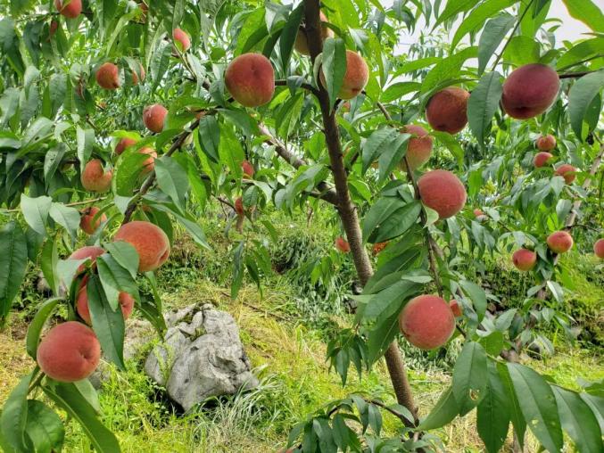 李家河的红宝石桃子成熟啦盘它