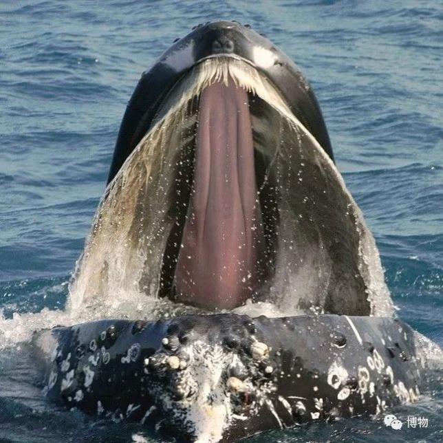 嘴巴很宽头很大的鲸鱼图片