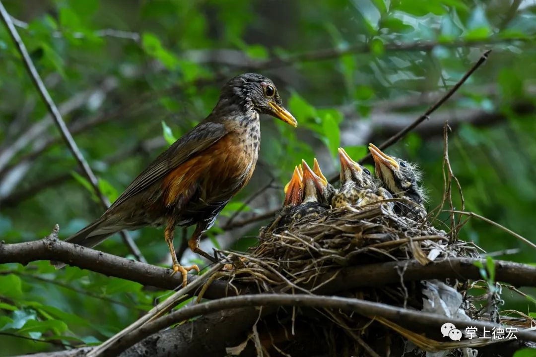 拾影满满的感动黑胸鸫为幼鸟遮风挡雨