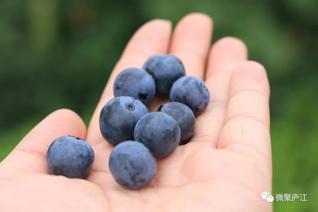 小蓝莓玩出新花样自驾采摘游一次带你玩个够