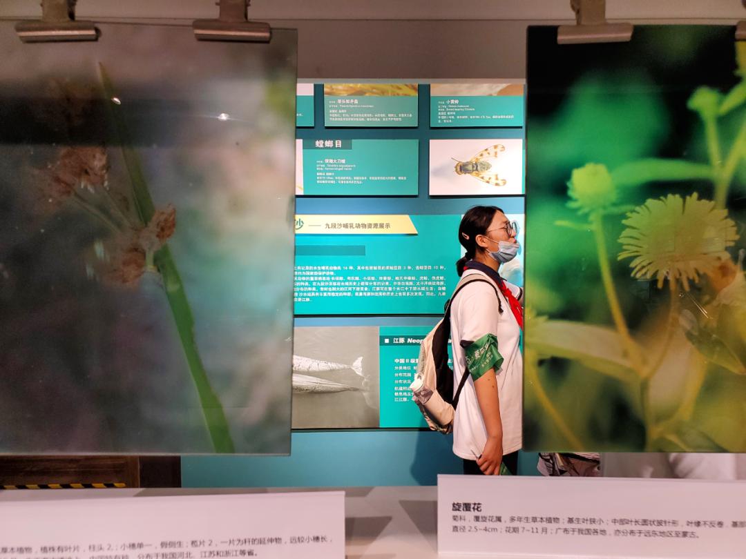 暑假到 去九段沙湿地科普馆看看 预约指南收好 政务 澎湃新闻 The Paper