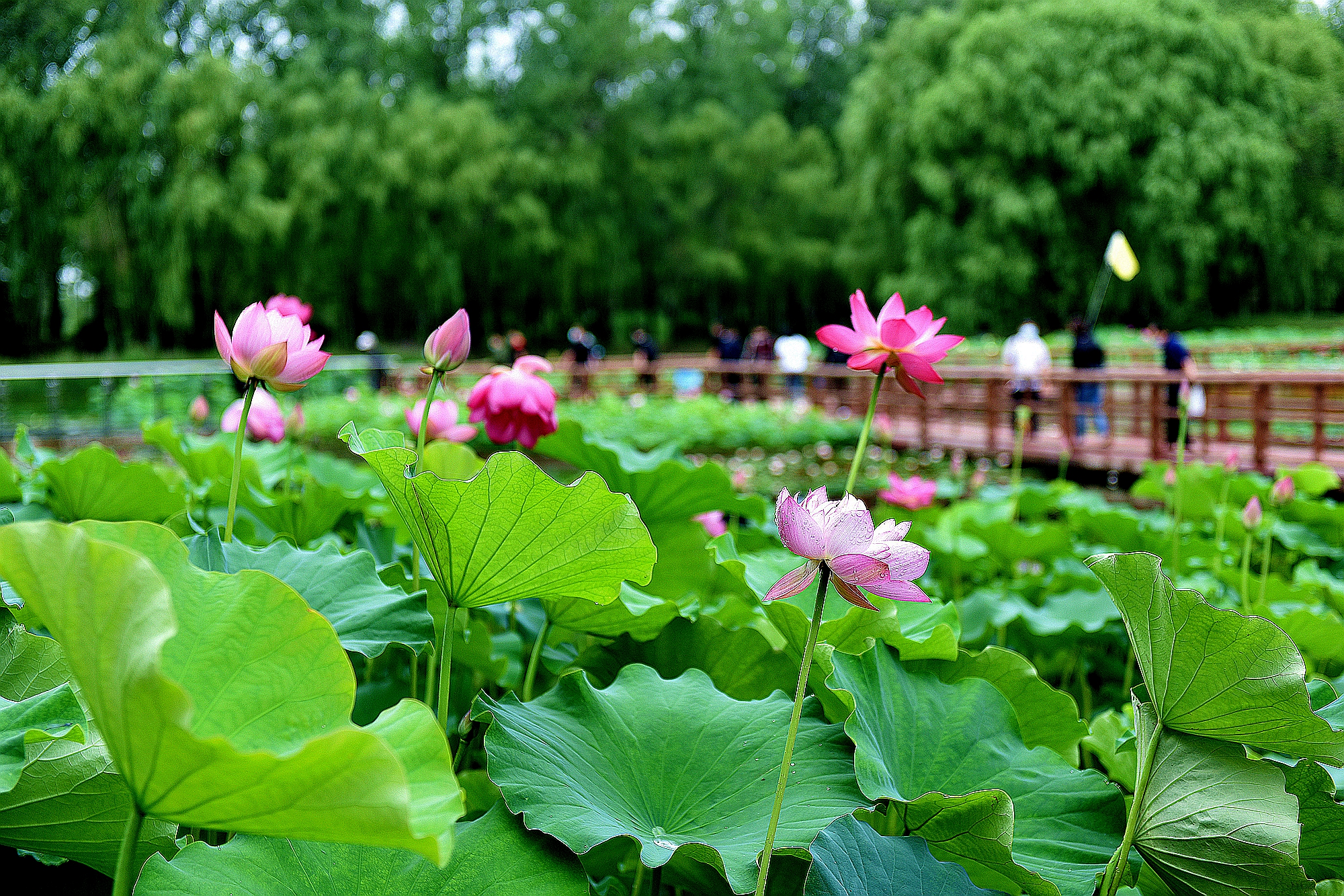 滕州微山湖溼地 仲夏賞荷好去處