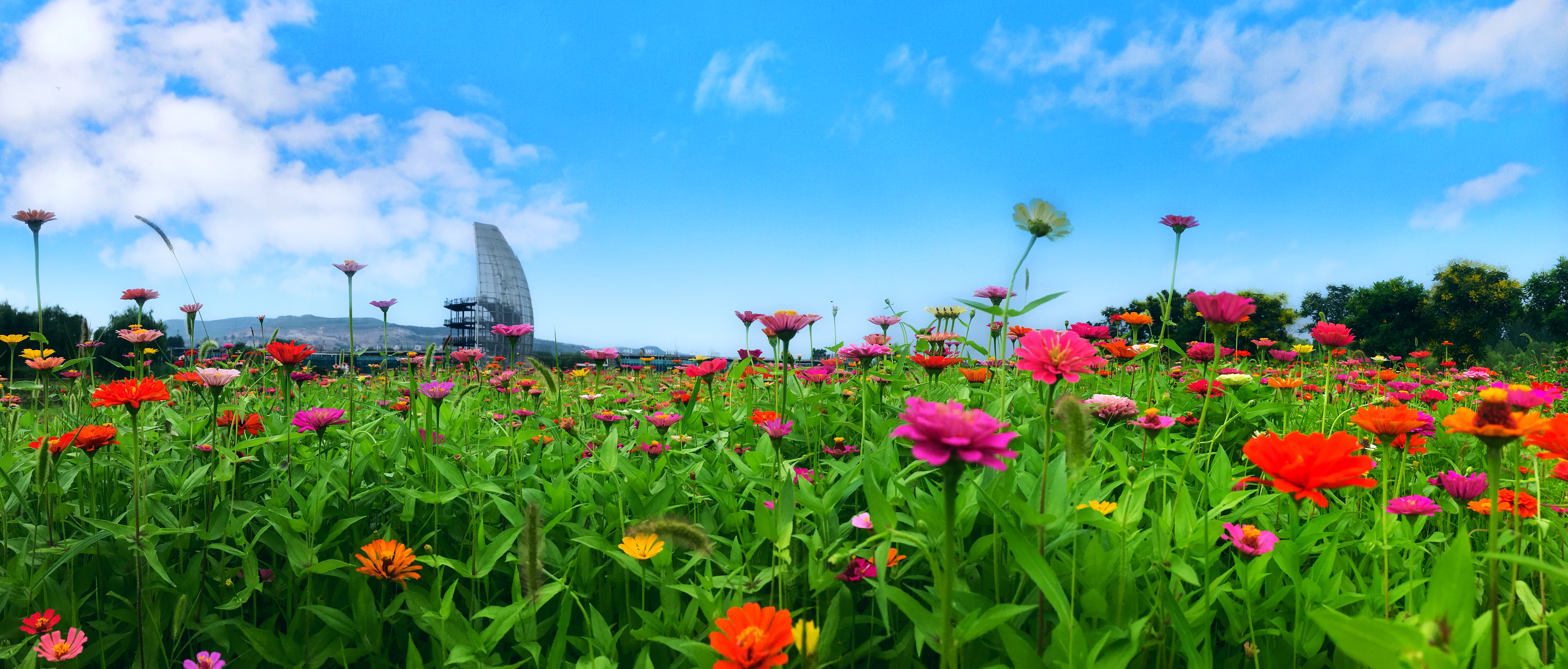 滕州微山湖溼地 仲夏賞荷好去處