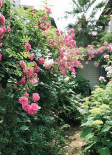 每个人心中都有一座开满蔷薇的花园丨盛开的庭院 湃客 澎湃新闻 The Paper