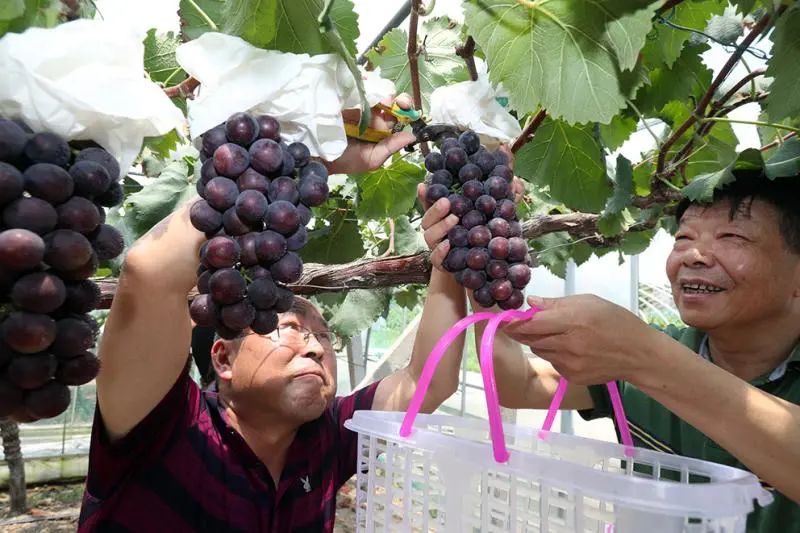 夏黑,巨峰,醉金香……上海本地優質