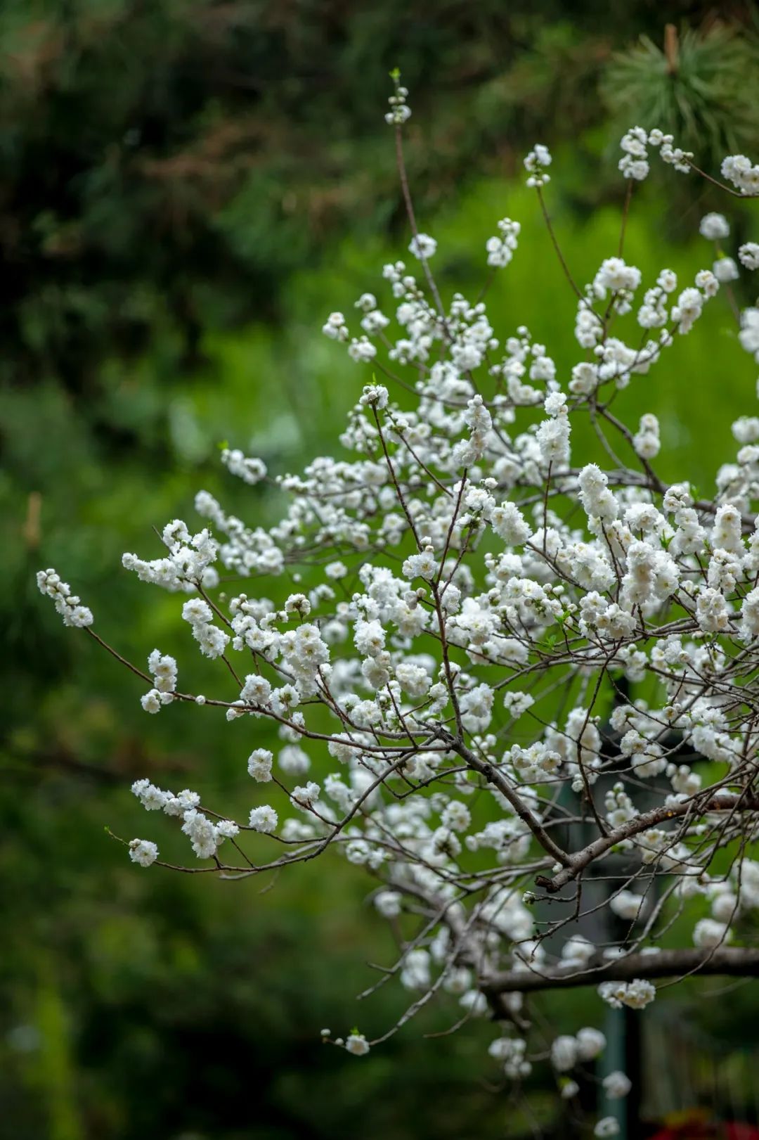 丁香,連翹,榆葉梅,美人梅,紫葉李,海棠,櫻花,碧桃,紫藤,繡球,鬱香忍冬