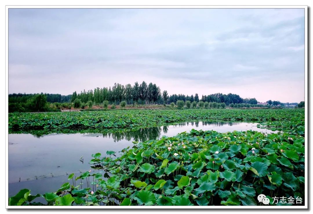 图说定兴拒马河骑行公园的荷花开了三