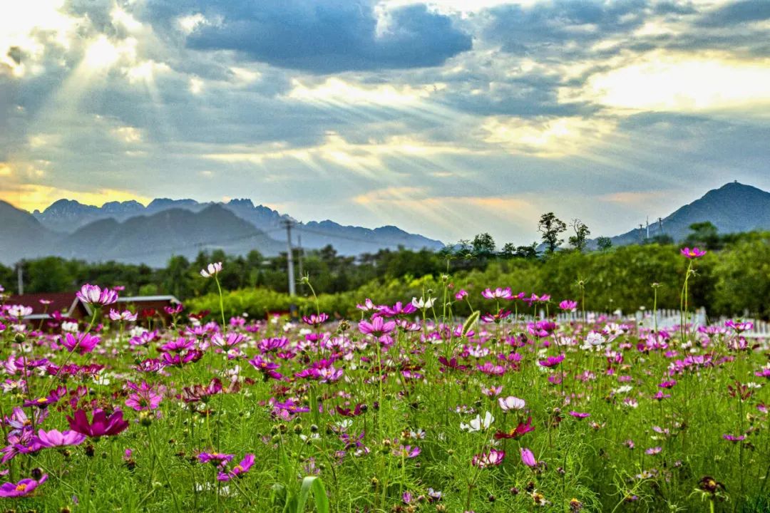 昌平绝美的千亩花海花开正艳千万不要错过