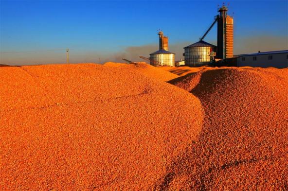 丰收时节粮满仓 邸洪军 摄