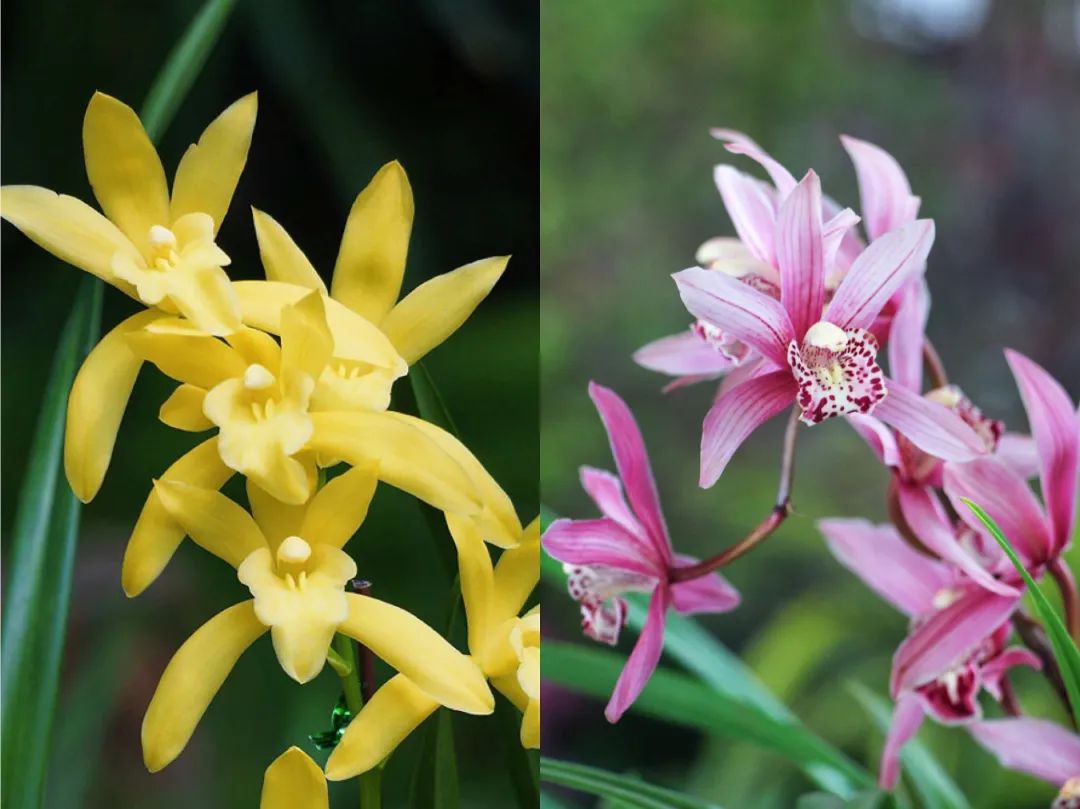 “君子之花”处境艰难，但也有这个幸运儿