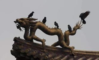 晚上住满了黑乌鸦，为啥北京乌鸦最多的地方在故宫