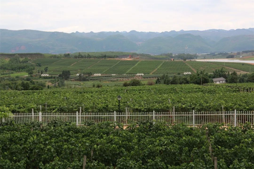 高原葡萄谷1997年,东风农场引进"云南红"企业后,依托资源优势,带动