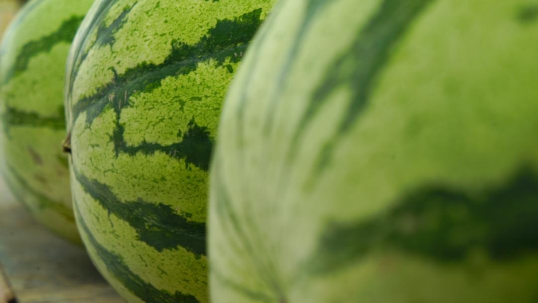 西瓜籽白,瓜蒂突出,就是催熟的吗?