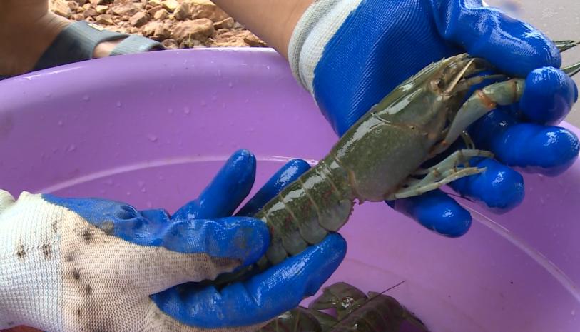 记者注意到,这些龙虾全身呈褐绿色,有紫色斑纹,一对大钳子上还有一道