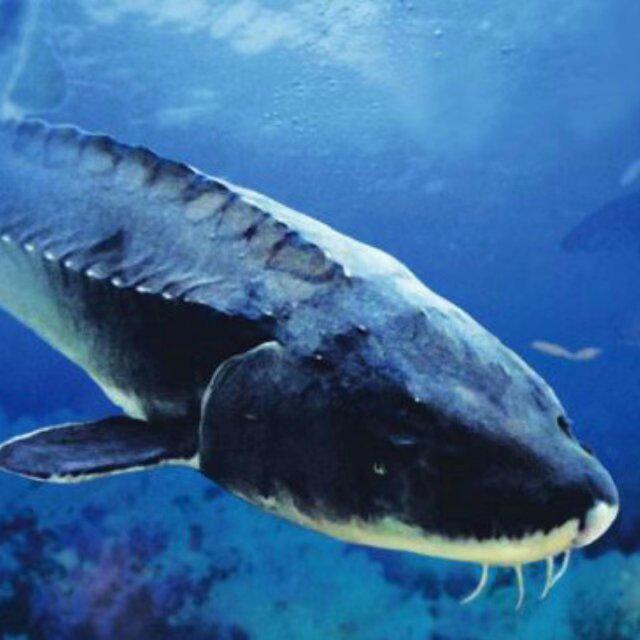 文明西陵"日出江花红胜火,春来江水绿如蓝",这是我们对乡愁的记忆,更