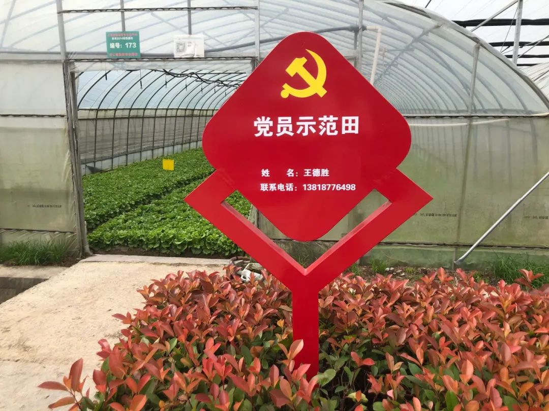 通过在田间地头设立党员示范岗,与种植户开展"技术帮扶"