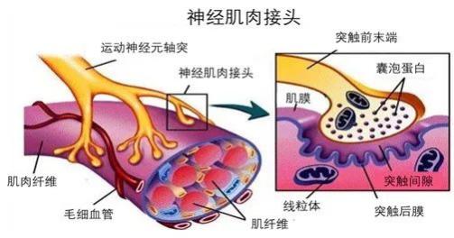 神经肌肉接头处的图片