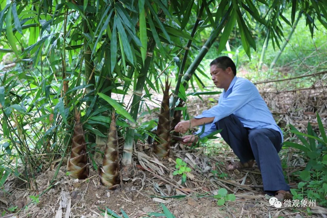 甜龙竹又称甜竹,是禾本科牡竹属的竹类植物,秆型高大,竹笋产量较高,是