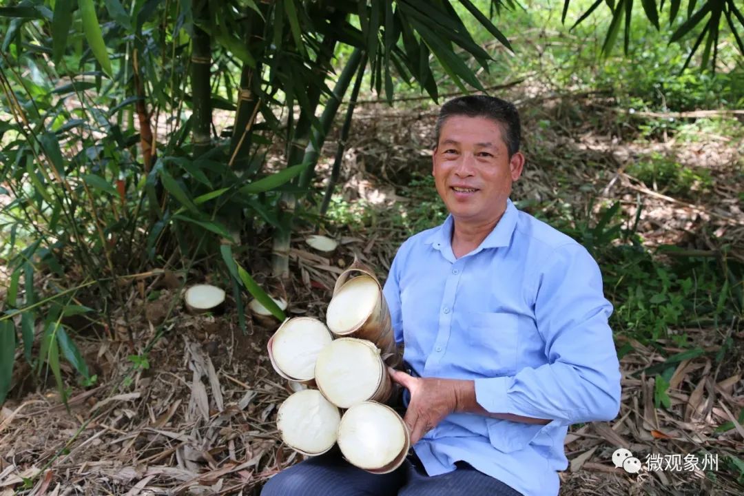 甜龙竹又称甜竹,是禾本科牡竹属的竹类植物,秆型高大,竹笋产量较高,是