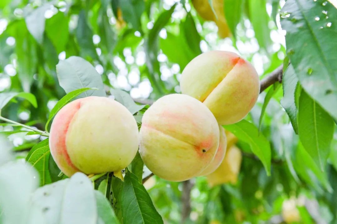 黄桃堡镇堡北村1214号朱 卫 13321965518摘桃好去处8上海新申乐活果蔬