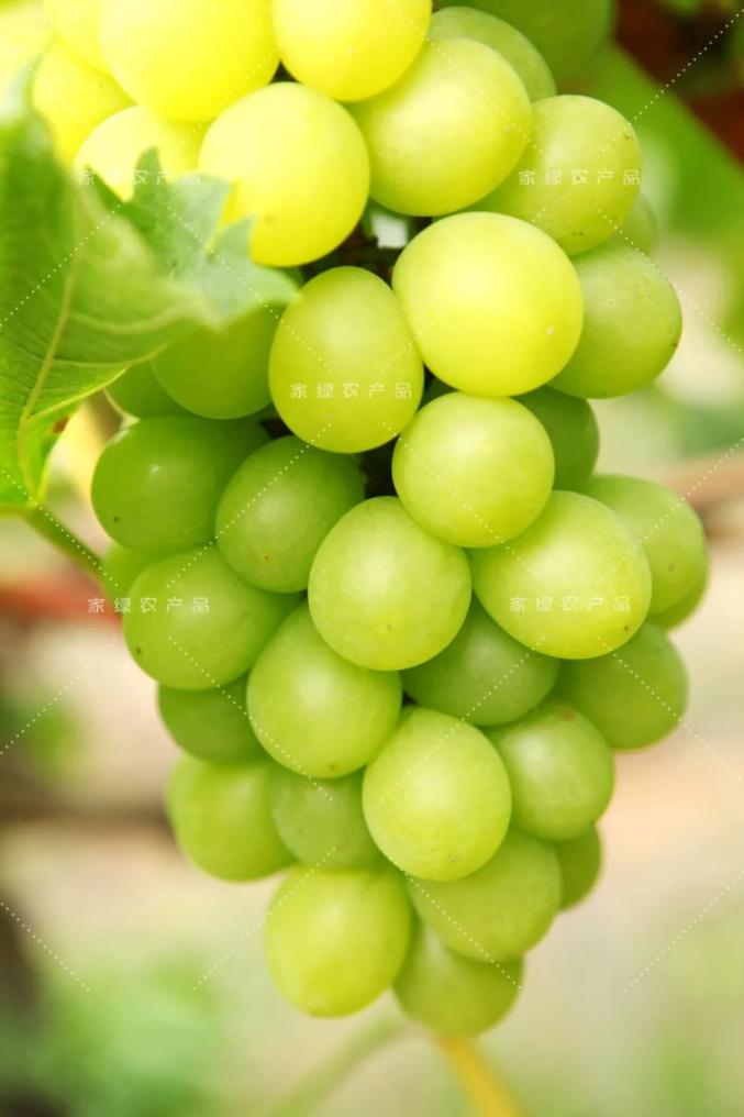比茅台香比蜂蜜甜尝一口就醉了松江醉金香葡萄上市啦