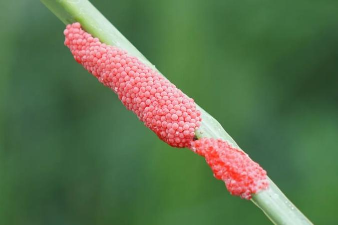大理高价悬赏逮它去年肆虐抚仙湖今年入侵洱海曾有女子误食后