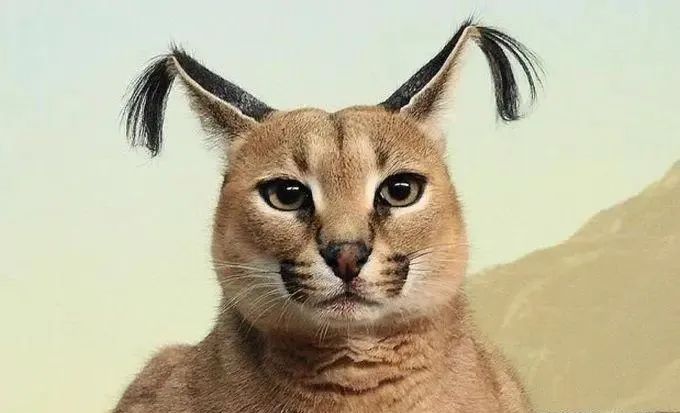 天线猫家族又迎新伙伴记住我叫狞猫哦