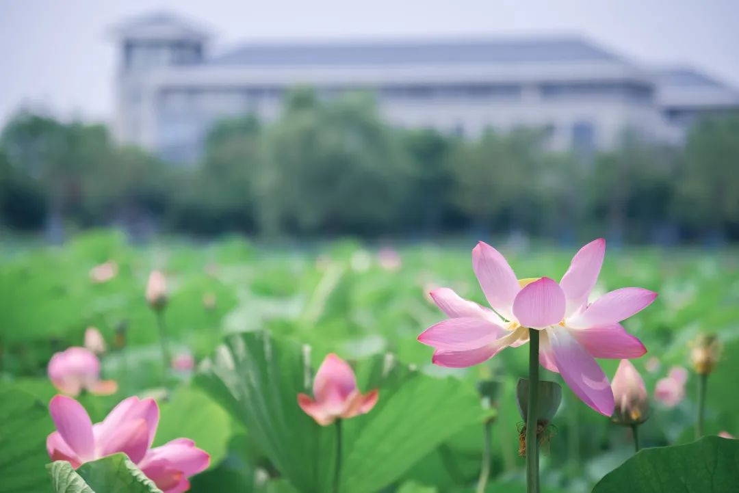 @SEUer，东大2020暑期校园服务指南来了！(东大srtp)