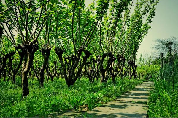 春天的桑树林