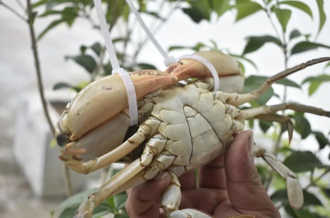 1000元只绝世美味黄油蟹就在江门台山不是有钱就可以吃到的