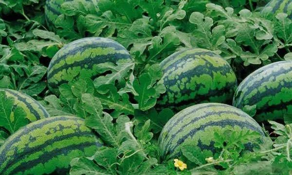 吃瓜群众的福利国家地理标志产品双湾西瓜大促销来啦