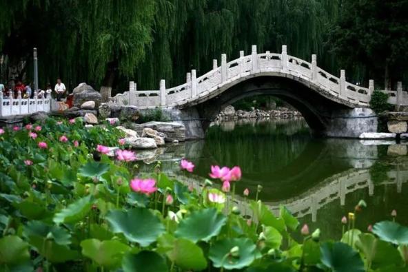 仙气儿飘飘水泉公园的荷花注定惊艳整个夏天