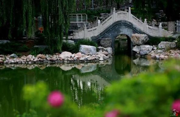 仙氣兒飄飄水泉公園的荷花註定驚豔整個夏天