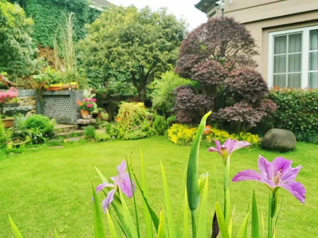 伊家活动丨67与花草对话感受庭院中的生命舞动