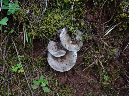 几种常见的毒蘑菇大家千万不要采摘购买和食用