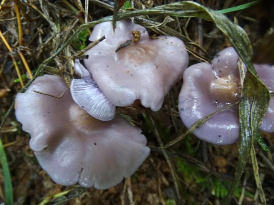 几种常见的毒蘑菇 大家千万不要采摘,购买和食用