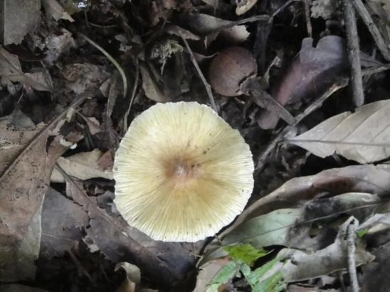 几种常见的毒蘑菇大家千万不要采摘购买和食用