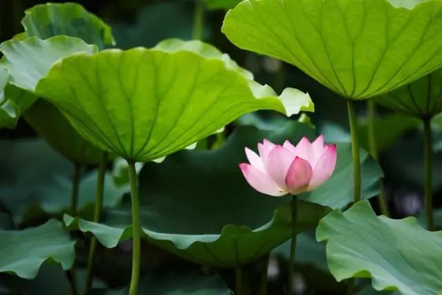 看黃驊各處的蓮花開得多美這份賞蓮指南請收好