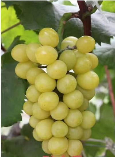 摘葡萄去啦!跳马镇新田村的这个水果采摘园有点不一样.