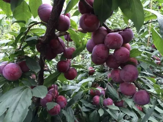 在永泰,这样人杰地灵的地方,历史上出过不少名人.在永泰,有