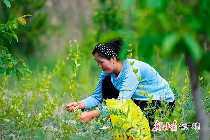 山村绽放新希望——布楞沟村铆足干劲蹚出脱贫新路纪实