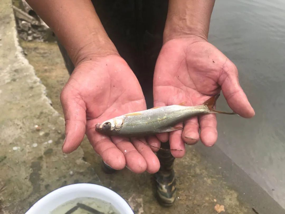 青浦成功繁育本土鱼苗,这种鱼可以帮助净化水质