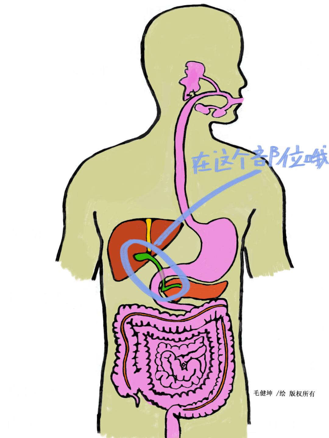 胆管症状疼痛位置图图片