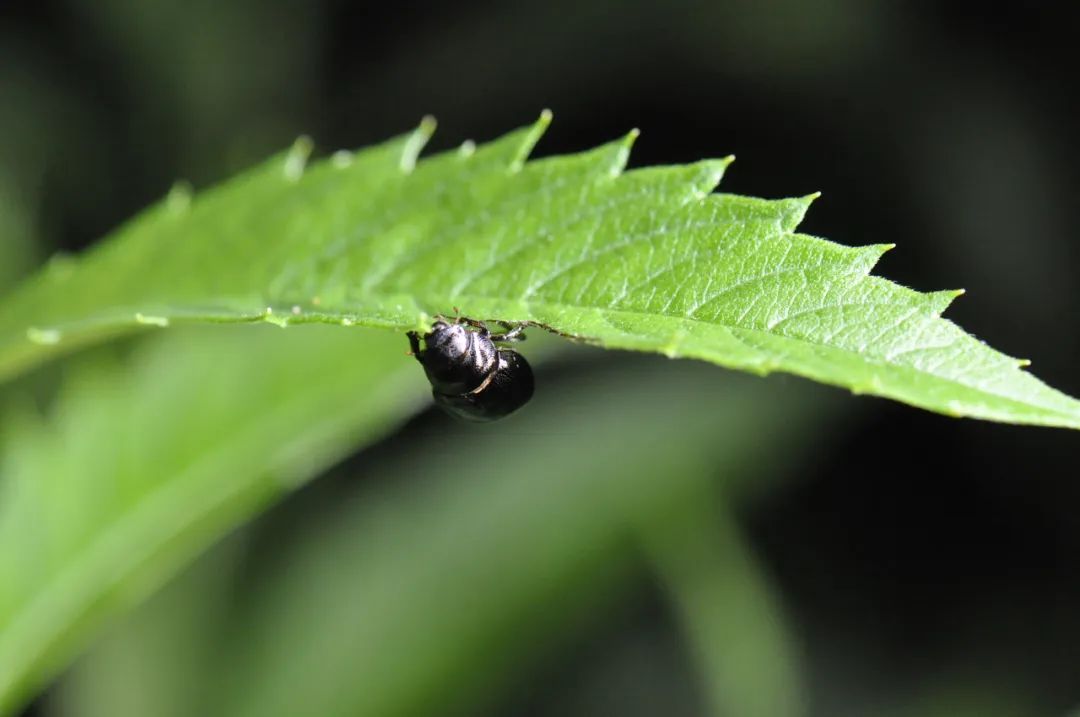 鳃金龟 鳃金龟蜕去蛹衣顺利完成羽化,爬上植被大口啃食着叶片.